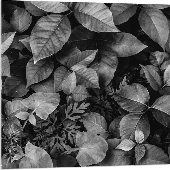 Acrylglas - Zwart-Wit Foto van Bladeren - 80x80 cm Foto op Acrylglas (Wanddecoratie op Acrylaat)