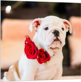 Acrylglas - Aandoenlijke Engelse Bulldog Puppy met Rozen - 100x100 cm Foto op Acrylglas (Met Ophangsysteem)