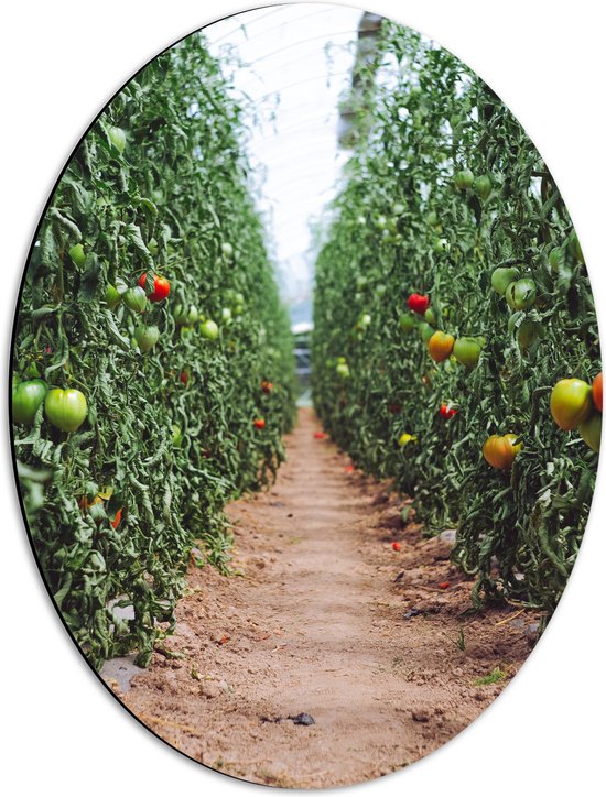 Dibond Ovaal - Zand Pad Langs Tomaten Kwekerij - 42x56 cm Foto op Ovaal (Met Ophangsysteem)