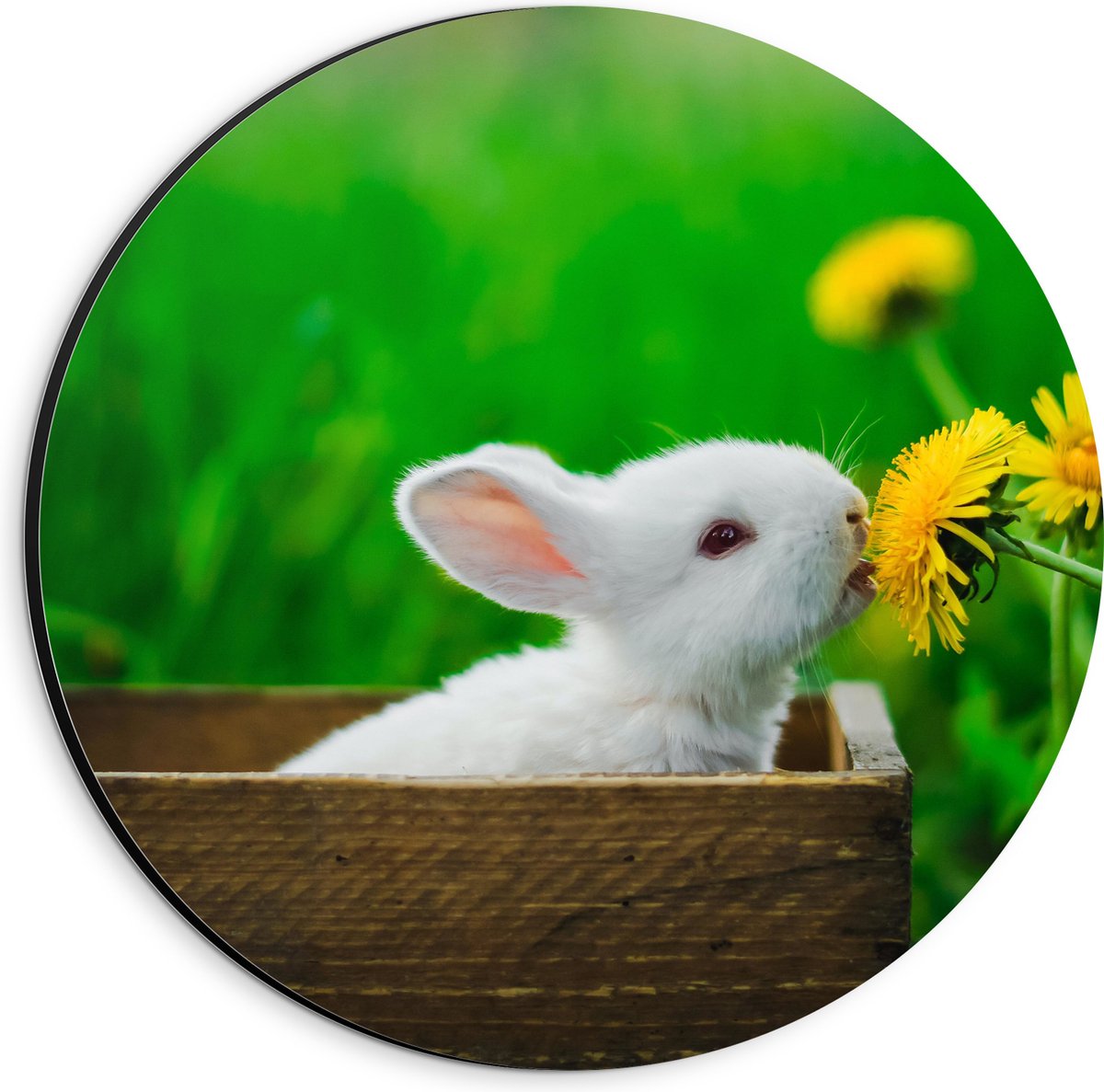 Dibond Muurcirkel - Baby Konijntje in Houten Kistje tussen Gele Paardebloemen - 20x20 cm Foto op Aluminium Muurcirkel (met ophangsysteem)