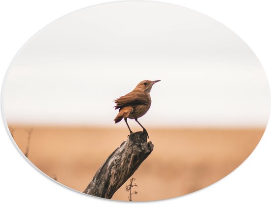 PVC Schuimplaat Ovaal - Kleine Vogel op Uiteinde van Tak - 40x30 cm Foto op Ovaal (Met Ophangsysteem)