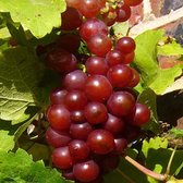 Set van 3 Druivenplanten (Rood) - Vitis Vinifera - Druif - Pot ⌀9cm - Hoogte 15-30cm - Garden Select