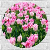 Muursticker Cirkel - Roze Bloemen in Bloemenveld - 50x50 cm Foto op Muursticker
