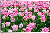 Tuinposter – Roze Bloemen in Bloemenveld - 75x50 cm Foto op Tuinposter (wanddecoratie voor buiten en binnen)