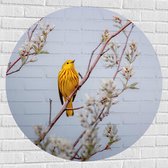 WallClassics - Muursticker Cirkel - Gele Vogel op Tak met Bloemen - Mangrovezanger - 100x100 cm Foto op Muursticker