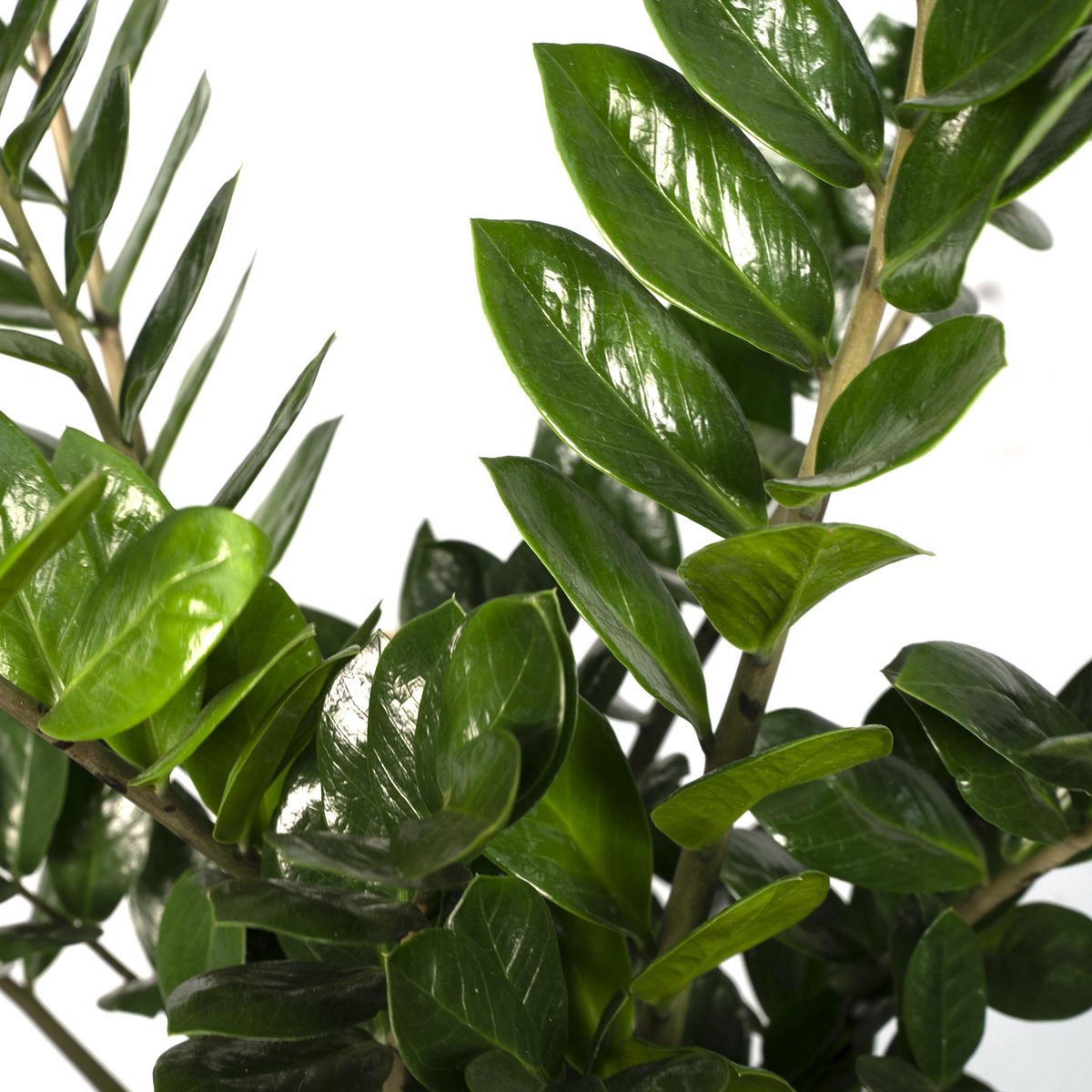 Zamioculcas Zamiifolia - Emerald palm - Ø14cm - ↕50cm main image 1