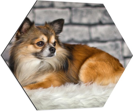 WallClassics - Dibond Hexagon - Gekleurde Chihuahua Liggend op Kleed - 70x60.9 cm Foto op Hexagon (Met Ophangsysteem)