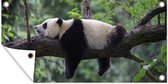 Wanddecoratie buiten Panda - Boom - Dieren - Natuur - 160x80 cm - Tuindoek - Buitenposter