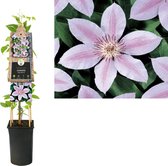 Klimplant Clematis John Paul II (Bosrank)