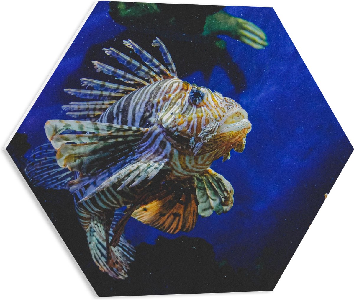 PVC Schuimplaat Hexagon - Koraalduivel Vis tussen het Koraal in Blauwgekleurd Aquarium - 50x43.5 cm Foto op Hexagon (Met Ophangsysteem)