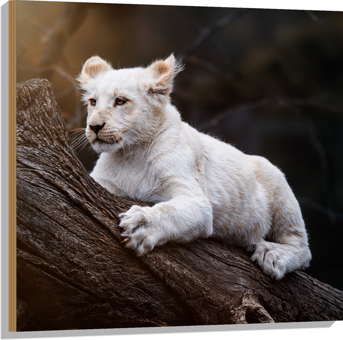 Hout - Zuid-Afrikaanse Witte Tijger op Dikke Boomstam in Zonnestralen - 80x80 cm - 9 mm di