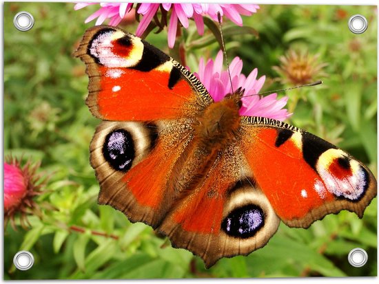 WallClassics - Tuinposter – Dagpauwoog Vlinder met Prachtige Vleugels - 40x30 cm Foto op Tuinposter (wanddecoratie voor buiten en binnen)