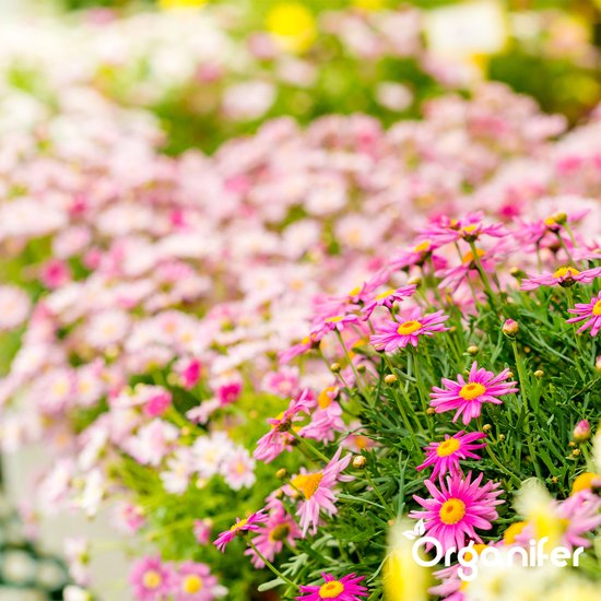 Paarse en roze margrieten met groene bladeren op een zonnige dag.