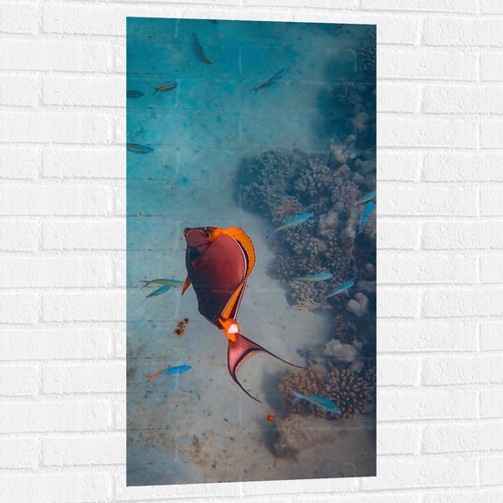 Muursticker - Sierlijke Rood met Oranje Vis bij Koraal op Zeebodem - 50x100 cm Foto op Muursticker