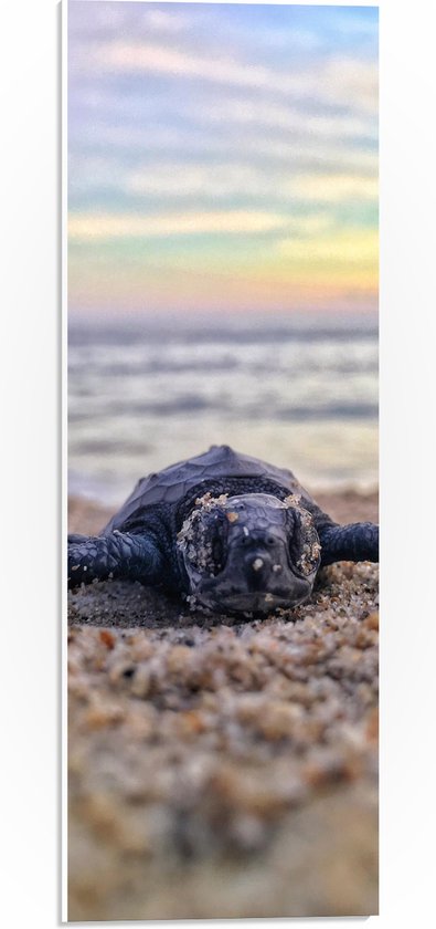 WallClassics - PVC Schuimplaat - Babyschildpad op het Strand aan de Zee - 20x60 cm Foto op PVC Schuimplaat (Met Ophangsysteem)