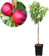 Prunus Persica 'Caldesi 2000' nectarine - Hoogte 100cm - 5 liter pot