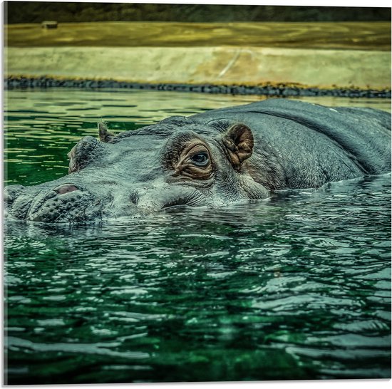 WallClassics - Acrylglas - Zwemmend Nijlpaard - 50x50 cm Foto op Acrylglas (Met Ophangsysteem)