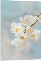 WallClassics - Acrylglas - Witte Sakura Bloem - 70x105 cm Foto op Acrylglas (Wanddecoratie op Acrylaat)