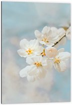 WallClassics - Dibond - Witte Sakura Bloem - 60x90 cm Foto op Aluminium (Met Ophangsysteem)