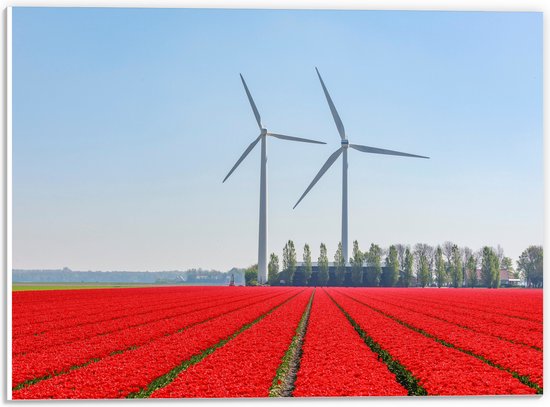 WallClassics - PVC Schuimplaat- Windmolens Langs een Rood Tulpen Veld - 40x30 cm Foto op PVC Schuimplaat