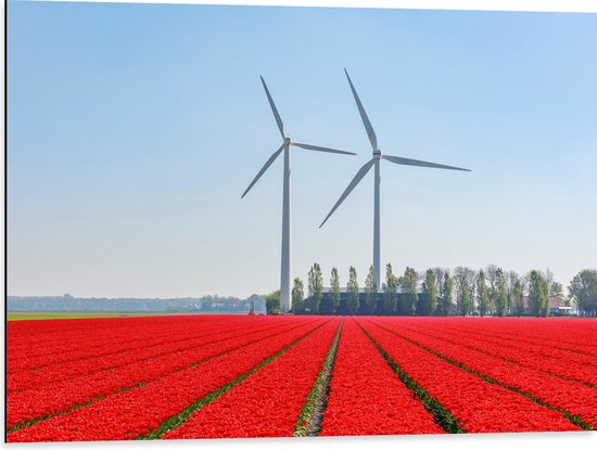 WallClassics - Dibond - Windmolens Langs een Rood Tulpen Veld - 80x60 cm Foto op Aluminium (Wanddecoratie van metaal)