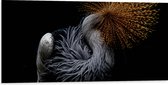 WallClassics - Dibond - Grijze Kroonkraanvogel op Zwarte Achtergrond - 100x50 cm Foto op Aluminium (Wanddecoratie van metaal)