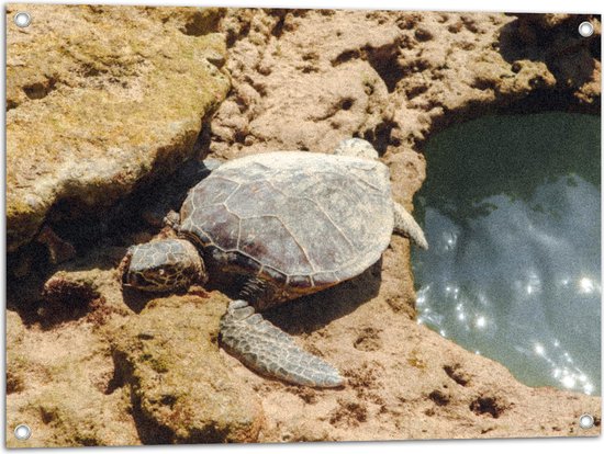 Tuinposter – Schildpad op Stenen langs een Watertje - 80x60 cm Foto op Tuinposter (wanddecoratie voor buiten en binnen)
