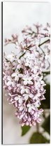 Dibond - Kleine Roze met Witte Bloemen - 20x60 cm Foto op Aluminium (Wanddecoratie van metaal)