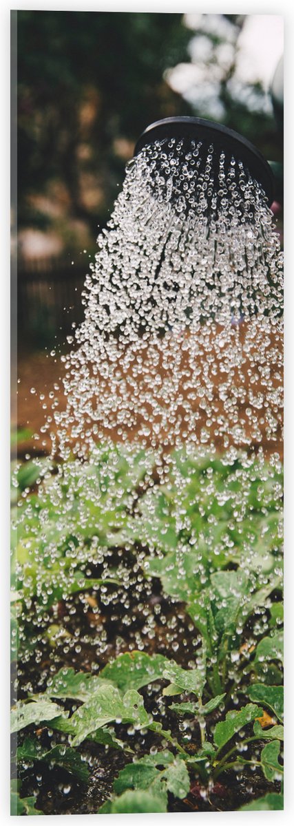 Acrylglas - Planten Water Geven met Gieter - 20x60 cm Foto op Acrylglas (Met Ophangsysteem