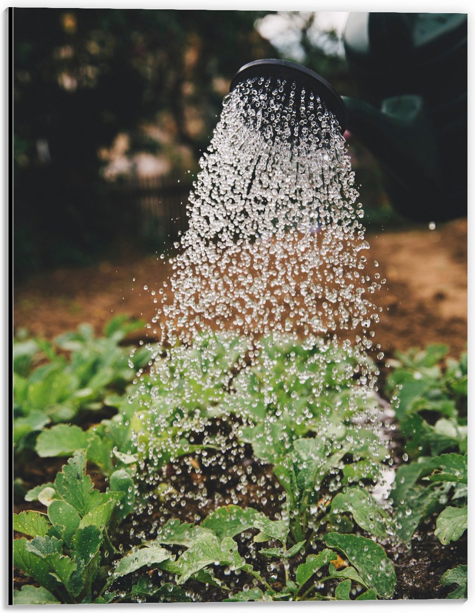 Dibond - Planten Water Geven met Gieter - 30x40 cm Foto op Aluminium (Met Ophangsysteem)