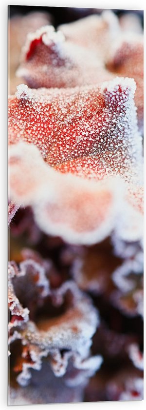 WallClassics - Acrylglas - Bevroren Bloem bij Herfstbladeren - 40x120 cm Foto op Acrylglas (Met Ophangsysteem)