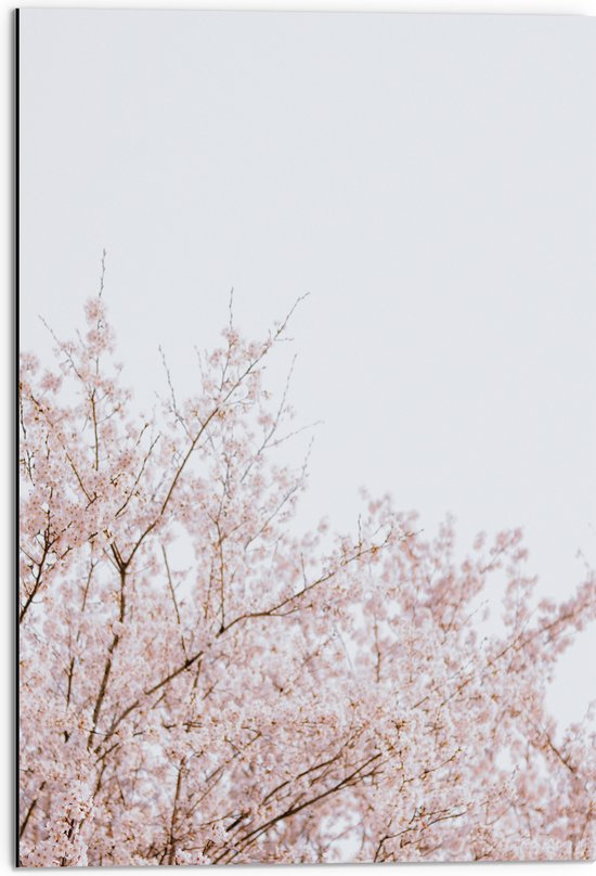Dibond - Licht Roze Bloesem aan de Bomen - 50x75 cm Foto op Aluminium (Met Ophangsysteem)