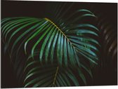 Acrylglas - Groene Palmbladeren - 100x75 cm Foto op Acrylglas (Wanddecoratie op Acrylaat)