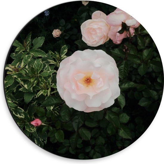 WallClassics - Dibond Muurcirkel - Japanse Camellia Bloem op Groene Struik - 30x30 cm Foto op Aluminium Muurcirkel (met ophangsysteem)