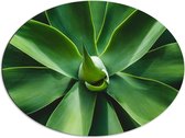 Dibond Ovaal - Groene Bladeren van een Plant - 80x60 cm Foto op Ovaal (Met Ophangsysteem)