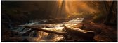 Poster Glanzend – Bossen - Bomen - Takken - Stenen - Zonlicht - 120x40 cm Foto op Posterpapier met Glanzende Afwerking