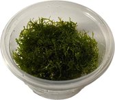 Riccardia Chamedryfolia Koraal mos - Cup 80 cc - Aquarium mos - Aquariumplant - Aquarium decoratie - Moerings