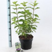 1 stuk(s) | Hydrangea paniculata 'Limelight' C5 30-40 cm