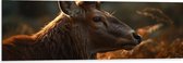 Dibond - Zijaanzicht van Hert in Zonnestralen in het Bos - 120x40 cm Foto op Aluminium (Met Ophangsysteem)