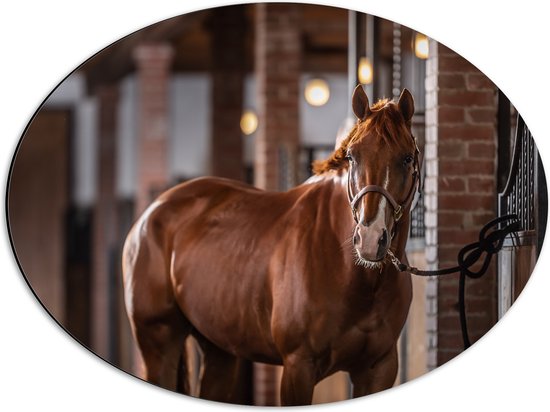 Dibond Ovaal - Dier - Paard - Bruin - Stal - 56x42 cm Foto op Ovaal (Met Ophangsysteem)