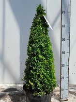 Buxus sempervirens C5 50-60 cm Piramide60