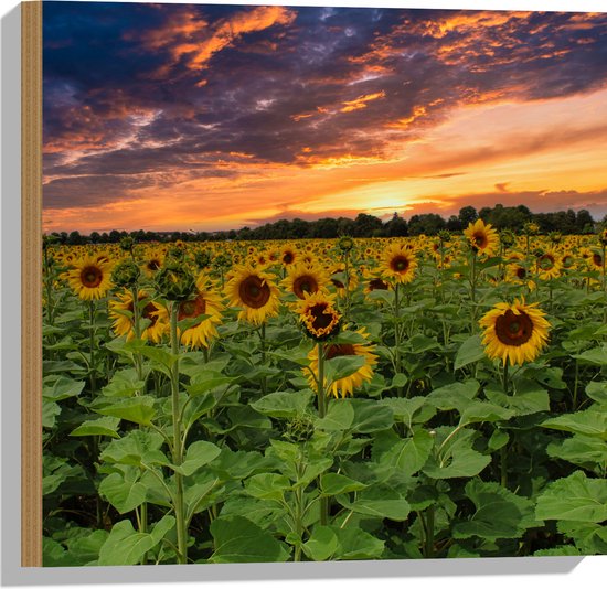 Hout - Veld Vol Zonnebloemen bij Zonsondergang - 50x50 cm - 9 mm dik - Foto op Hout (Met Ophangsysteem)