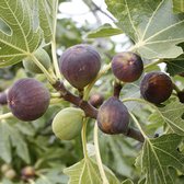Ficus carica 'Rouge de Bordeaux' - 40-50 cm in pot