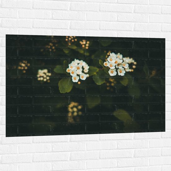 Muursticker - Witte Spirea Bloemetjes tussen Donkere Achtergrond - 120x80 cm Foto op Muursticker