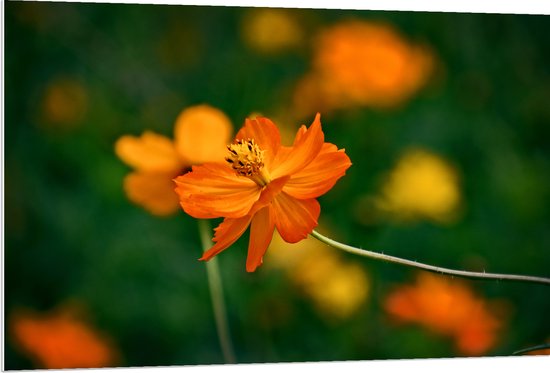 PVC Schuimplaat - Fel Oranje Cosmos Sulphureus Bloemen met Donker Groene Achtergrond - 120x80 cm Foto op PVC Schuimplaat (Met Ophangsysteem)