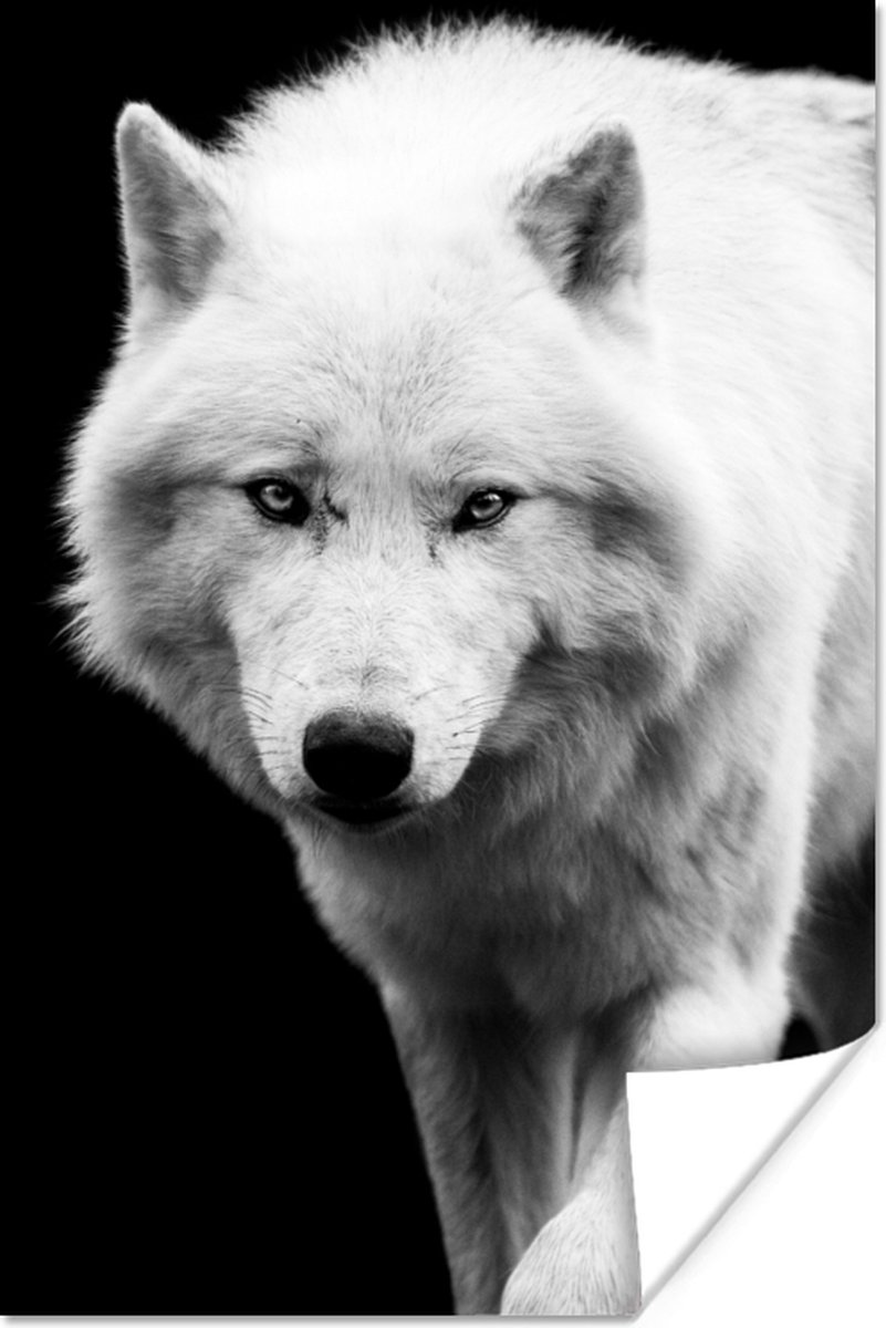 Poster Wolf - Dier - Zwart - Wit - 40x60 cm