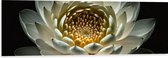 Dibond - Close Up Van Witte Waterlelie met Geel Midden op Donkere Achtergrond - Bloemen - 120x40 cm Foto op Aluminium (Wanddecoratie van metaal)