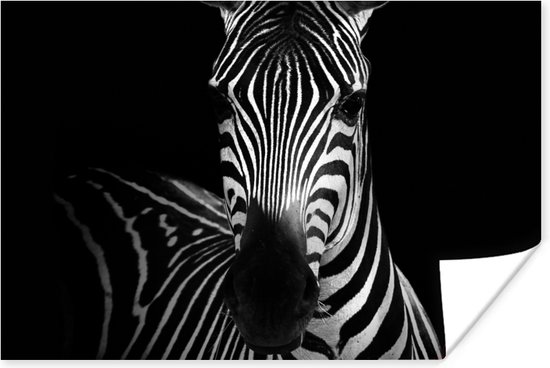 Affiche Zebra - Zwart - Wit - Animaux - 180x120 cm XXL