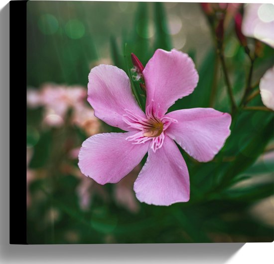 Canvas - Roze Oleander Bloem op Donnker Groene Stengels - 30x30 cm Foto op Canvas Schilderij (Wanddecoratie op Canvas)