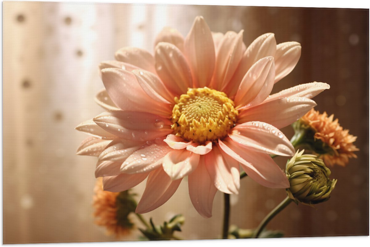 Vlag - Licht Roze Chrysanten Bloem met Doorschijnende Gordijnen als Achtergrond - 90x60 cm